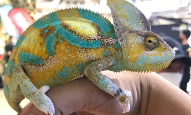 Bredeer Chameleon Cianjur Sabet Juara 3 Lomba Bunglon se-Indonesia