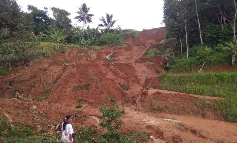 Tebing Longsor di Cugenang, Ribuan Hektar Sawah Terancam Gagal Panen