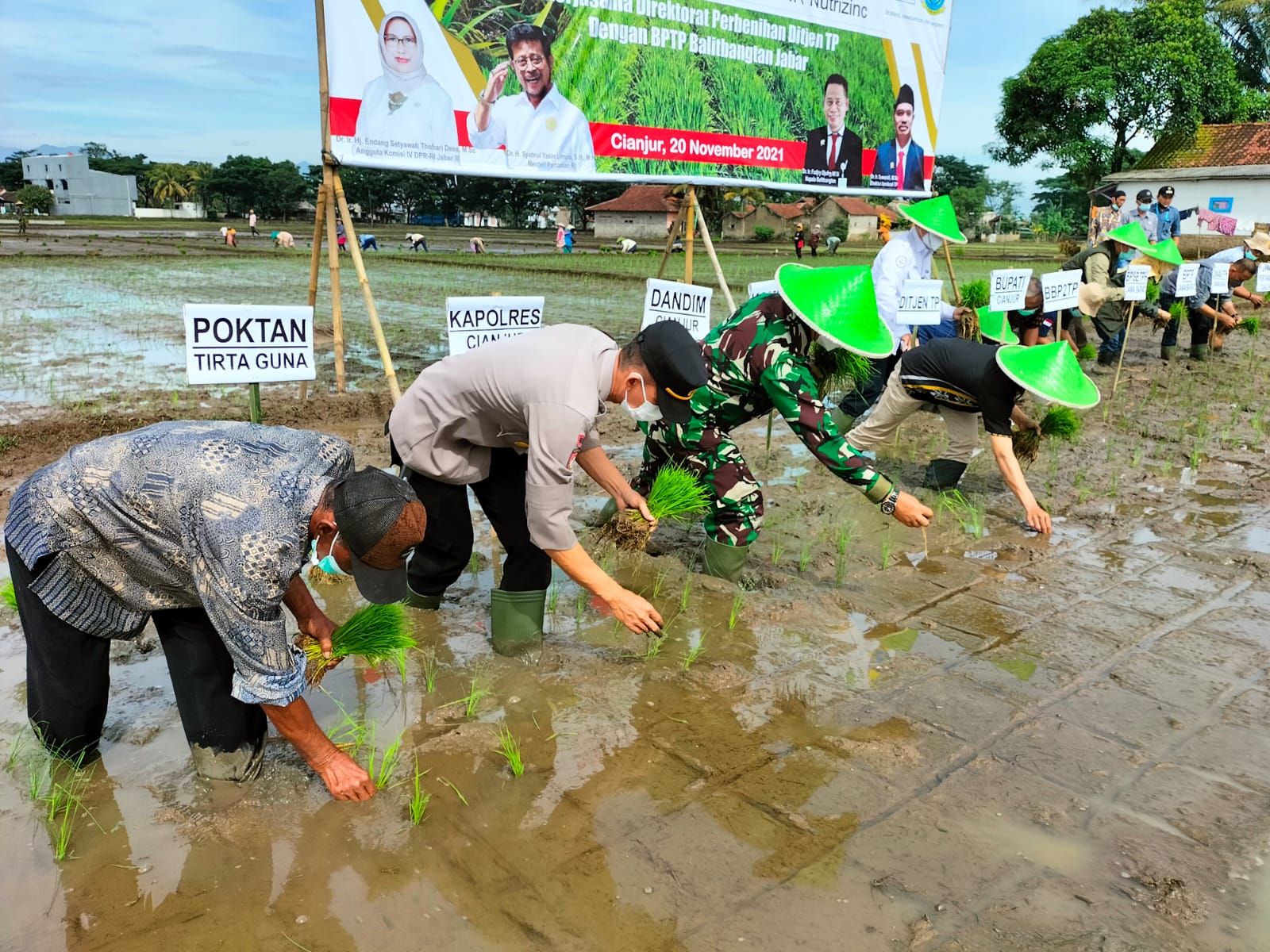 Kementan Tanam Perdana Benih Padi Inpari IR Nutrizinc di Ciranjang