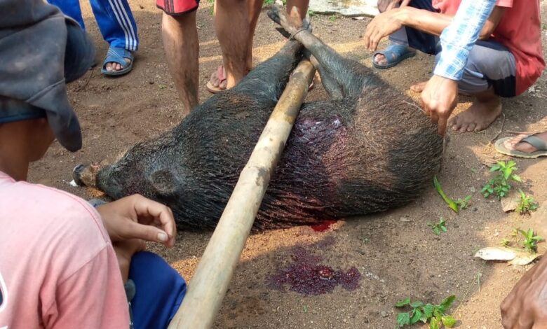 Kerahkan 50 Anjing Pemburu, Warga Ciranjang Tangkap Babi Hutan Seberat 80 Kilogram