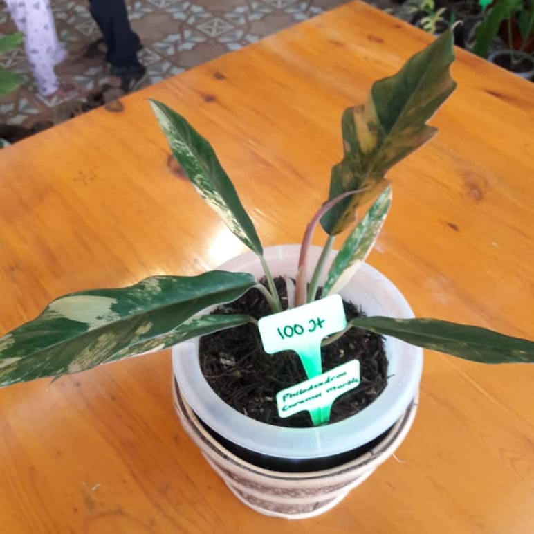 Ada Anthurium Seharga Rp100 Juta di Cipanas Plant Festival 2021, Lho!