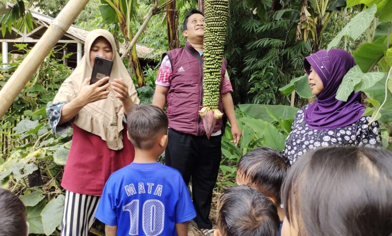 Pohon pisang aneh di cianjur tarik perhatian warga