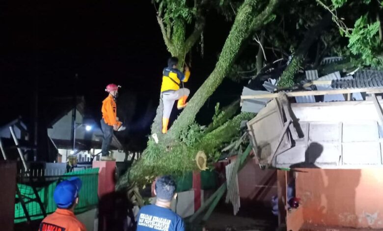 Pohon Tumbang di Ciranjang Timpa Rumah Warga, Tim Gabungan Gercep Evakuasi