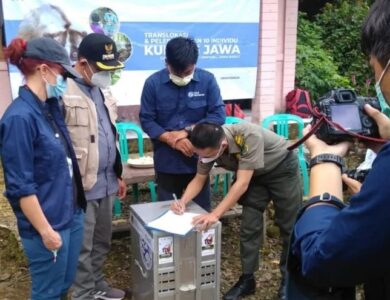 10 Ekor Kukang Jawa Dilepasliar di Hutan Cianjur
