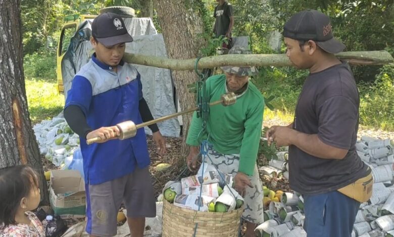 Panen Raya Pepaya California, Bikin Cuan Petani di Cianjur