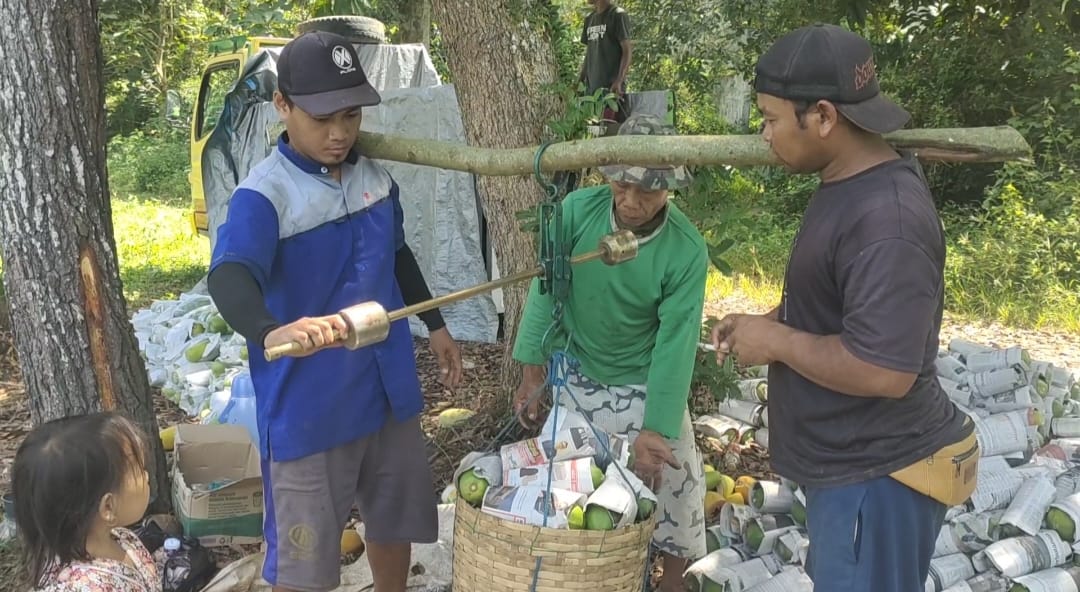 Panen Raya Pepaya California, Bikin Cuan Petani di Cianjur