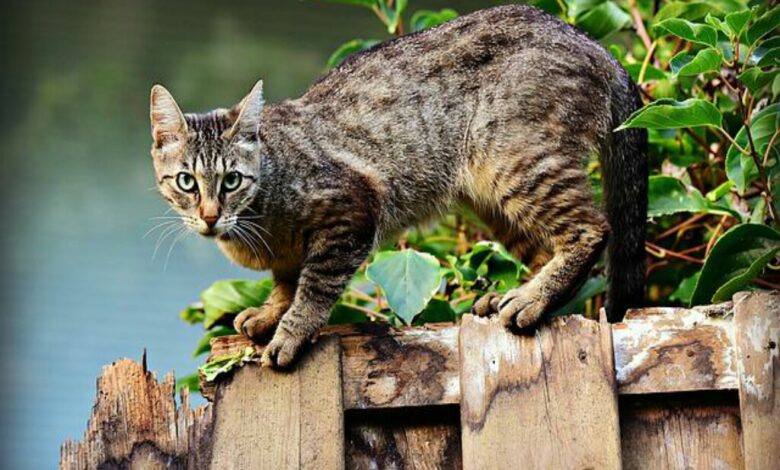 Rumah Didatang Banyak Kucing