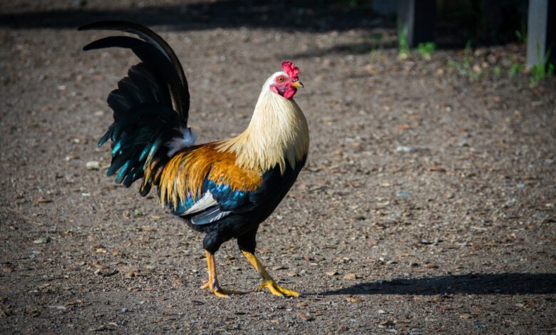 Apakah Virus PMK Bisa Menyerang Ayam?