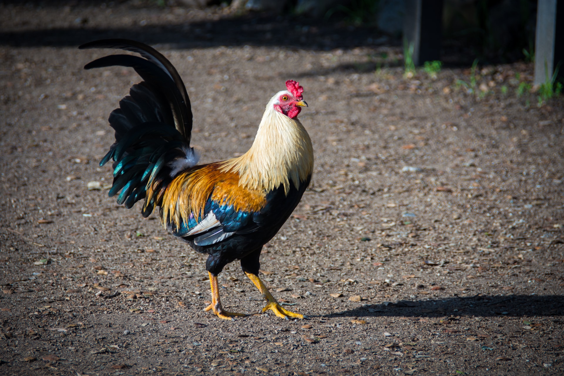 Apakah Virus PMK Bisa Menyerang Ayam?