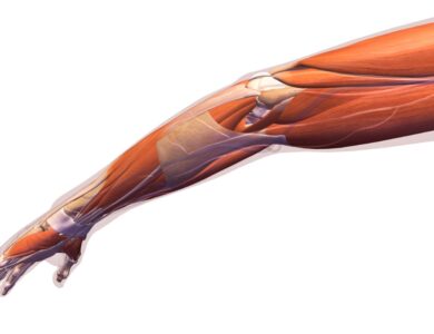 fungsi tulang atas, fungsi tulang pengumpil, fungsi tulang pergelangan tangan, tulang lengan atas fungsinya, fungsi tulang hasta kelas 5 sd, fungsi tulang hasta brainly, apa fungsi tulang hasta dan tulang kering pada manusia, fungsi tulang hasta tulang jari tangan tulang selangka tulang