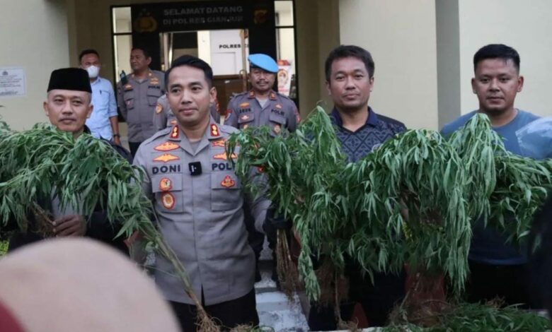 Ada Ladang Ganja di Campaka Cianjur, Penanam Bisa Dihukum 15 Tahun Penjara