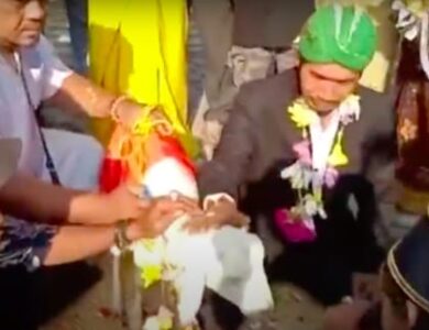 Menikah dengan kambing