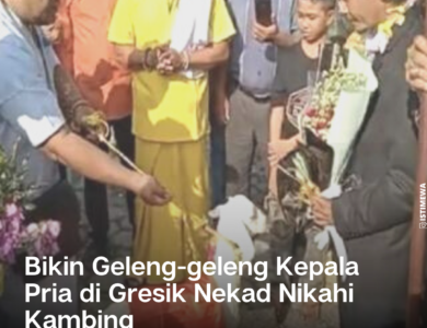 Geger, Pria Di Gresik Nekad Nikahi Kambing