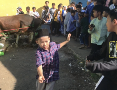 Sapi Kurban Mengamuk di Nagrak Cianjur, Ketua RW: Karena Stres