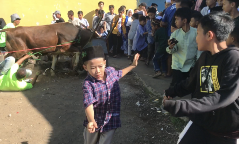 Sapi Kurban Mengamuk di Nagrak Cianjur, Ketua RW: Karena Stres