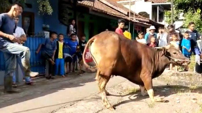 Masuk Parit, Sapi Kurban di Cianjur Mengamuk Hingga Patah Kaki