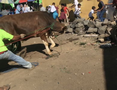 Sapi Kurban Mengamuk di Cianjur, Seret Panitia Hingga Tersungkur