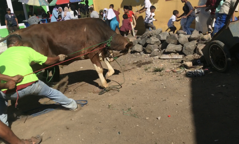 Sapi Kurban Mengamuk di Cianjur, Seret Panitia Hingga Tersungkur