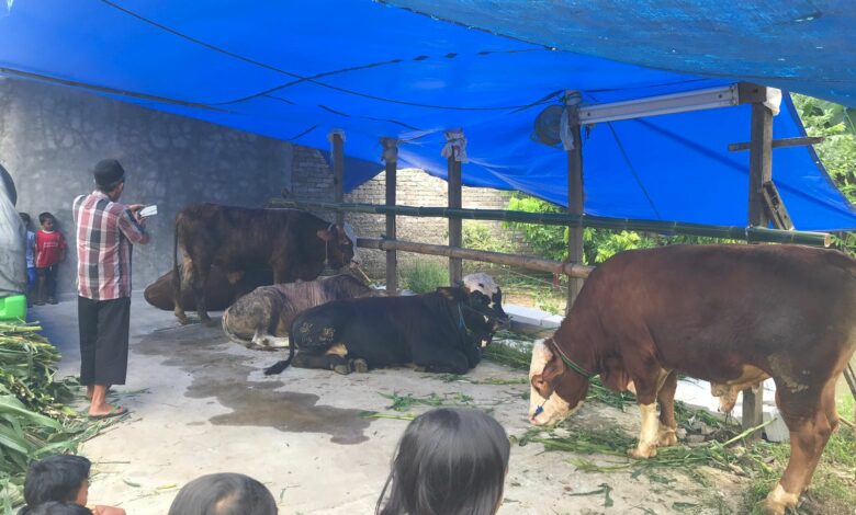 Puluhan Ekor Sapi Mati Karena PMK, Bupati Cianjur: Jangan Khawatir