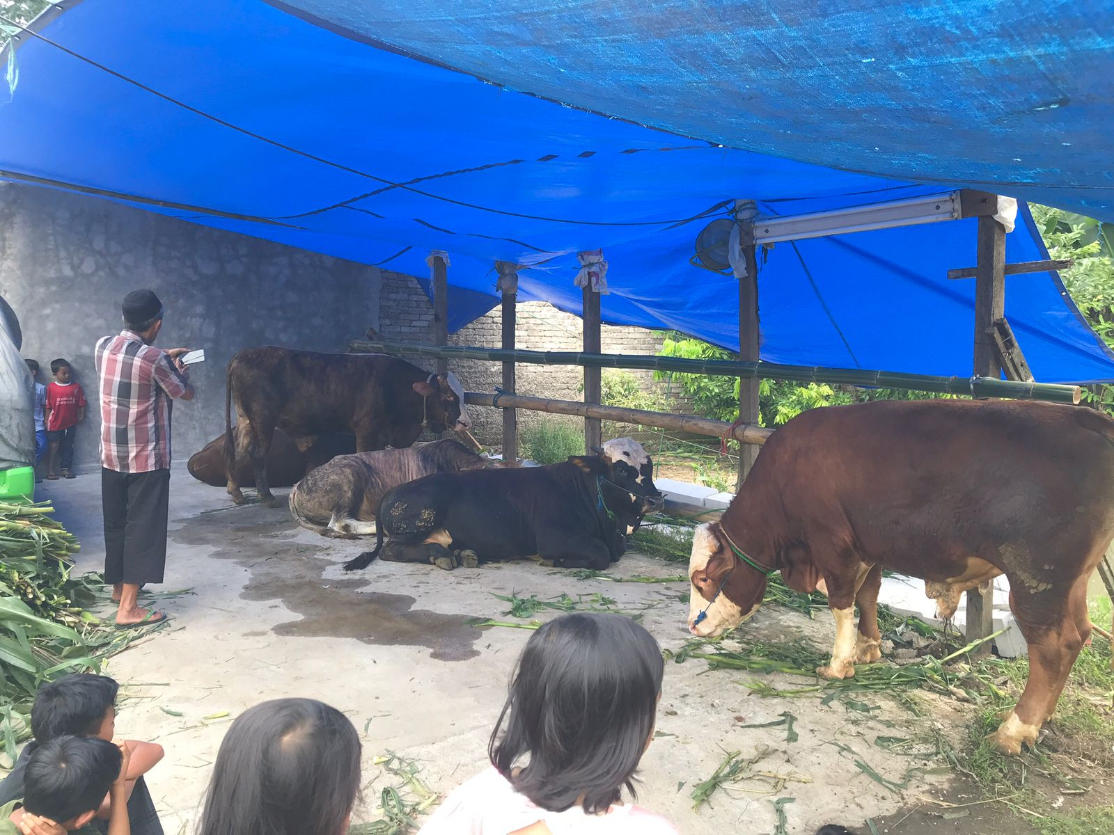 Puluhan Ekor Sapi Mati Karena PMK, Bupati Cianjur: Jangan Khawatir