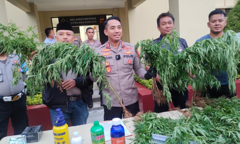 Kasus Ladang Ganja Cianjur Terungkap, Polisi Tangkap Penyuplai Bibit