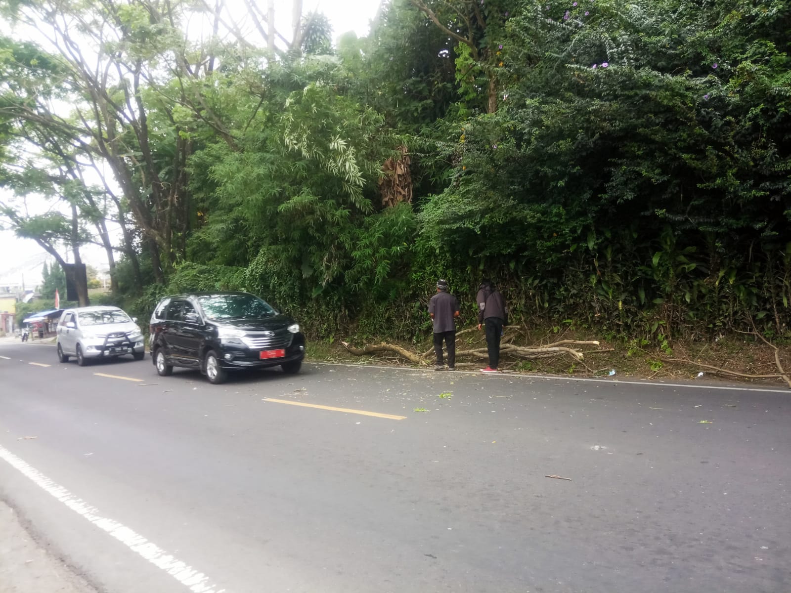 Membahayakan, Batang Pohon di Cipanas Jatuh Hampir Menimpa Mobil