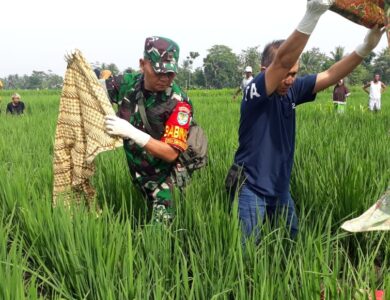 Pergi ke Sawah Buat Kerja, Petani Ini Malah Temukan Mayat Lansia