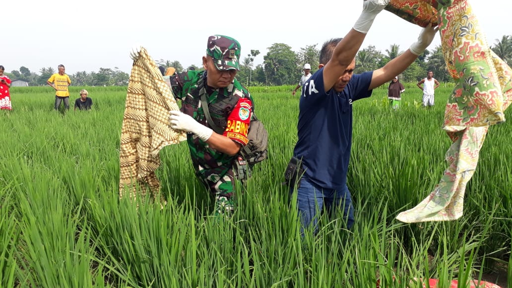 Pergi ke Sawah Buat Kerja, Petani Ini Malah Temukan Mayat Lansia