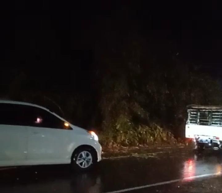 Pohon Bambu Tumbang di Jalur Puncak Tutupi Setengah Badan Jalan