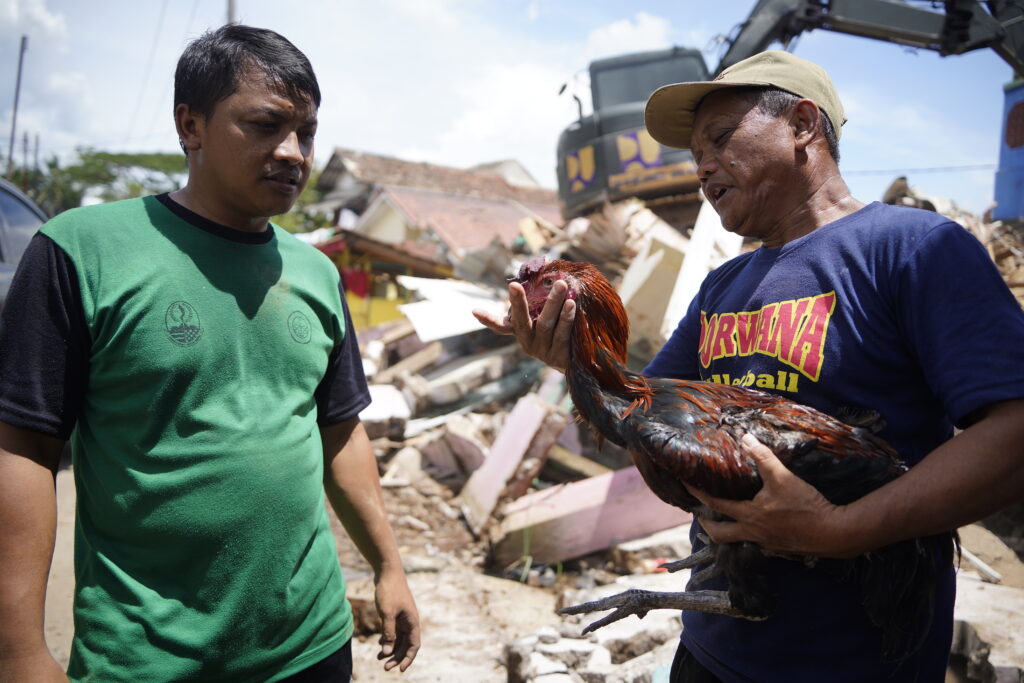 Seekor Ayam Selamat Usai Tertimpa Reruntuhan Gempa Cianjur Selama 2 Minggu