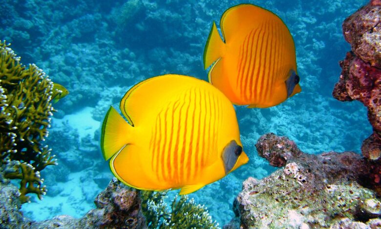 lemon butterflyfish, fishes, exotic