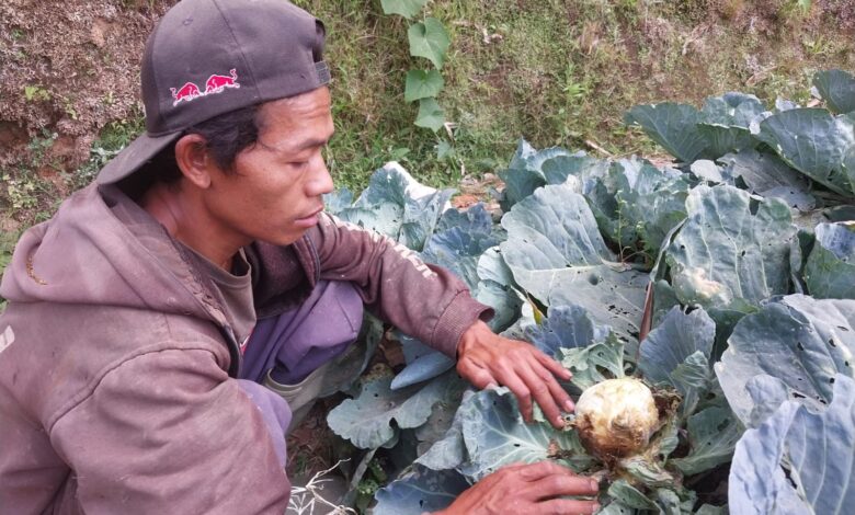 Menjadi petani kol di musim kemarau ternyata kurang beruntung seperti jenis sayuran lainnya