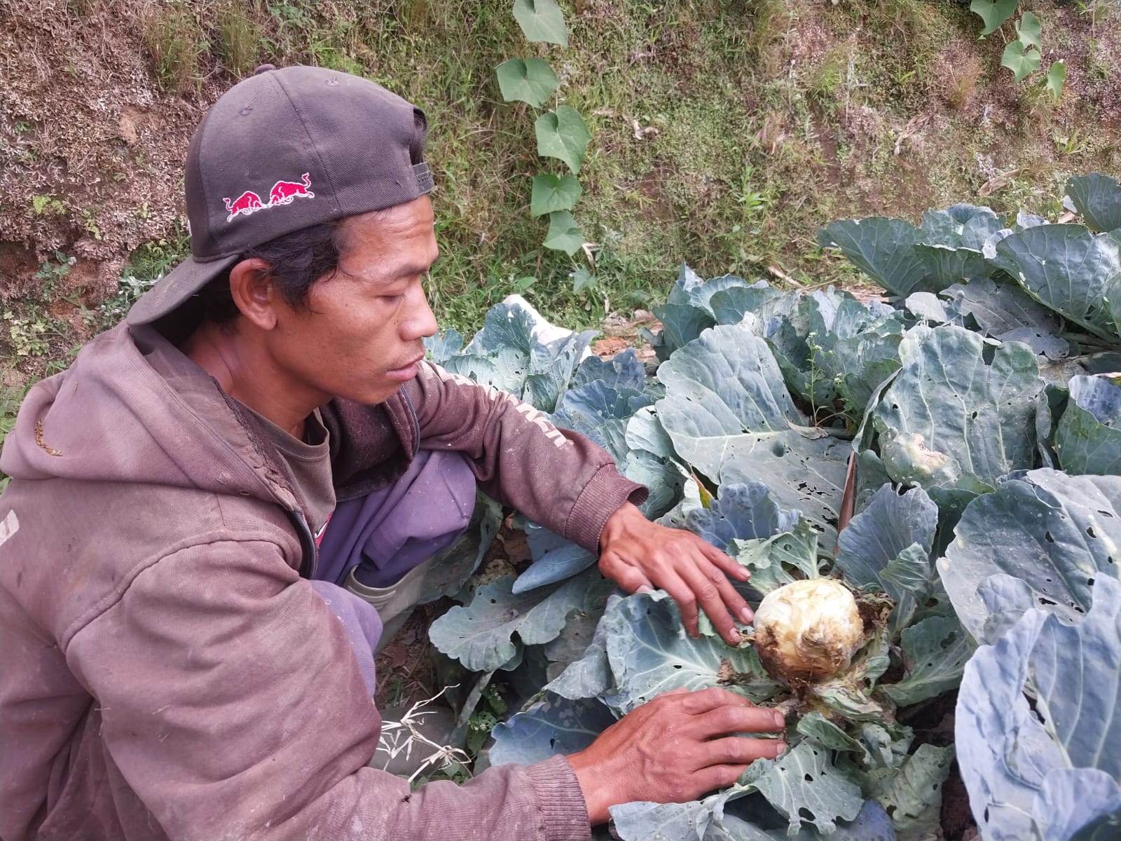 Menjadi petani kol di musim kemarau ternyata kurang beruntung seperti jenis sayuran lainnya