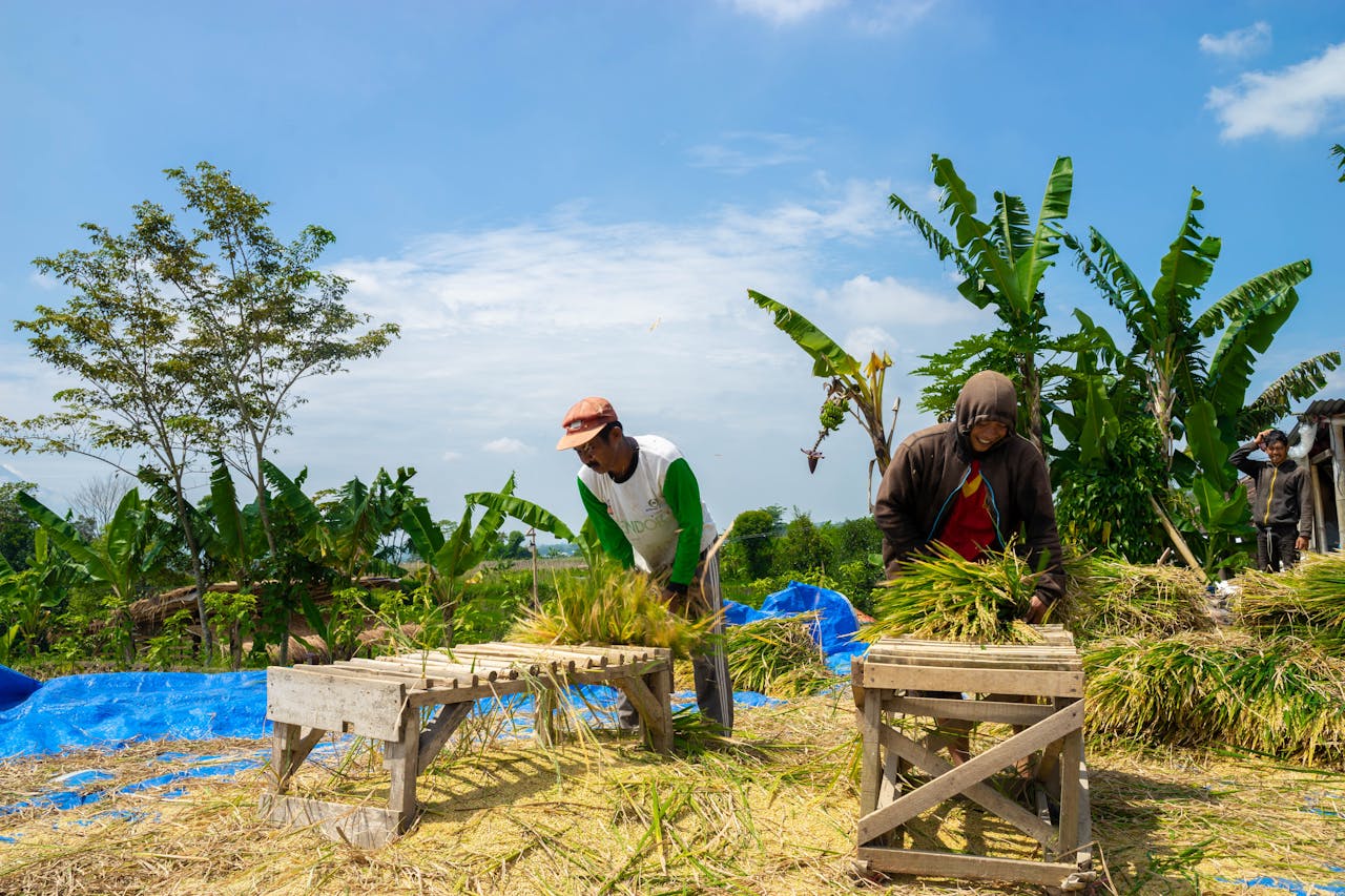 Bupati Cianjur Sebut Harga Beras Turun Sampai Rp2000 Per Kilogram