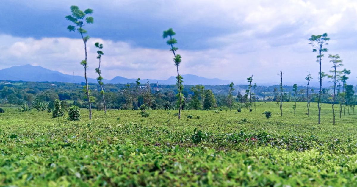 Ngabuburit di Kebun Teh Tegallega Cianjur, Menunggu Azan Maghrib Sambil Menikmati Pemandangan Alam yang Indah