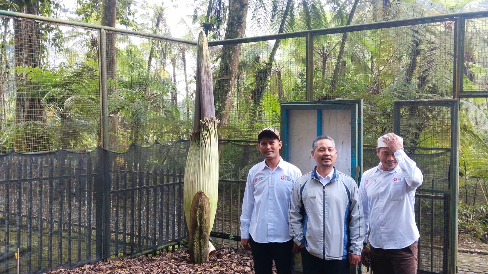 Bunga Bangkai Raksasa Berukuran 4 Meter Bersiap Mekar di Kebun Raya Cibodas