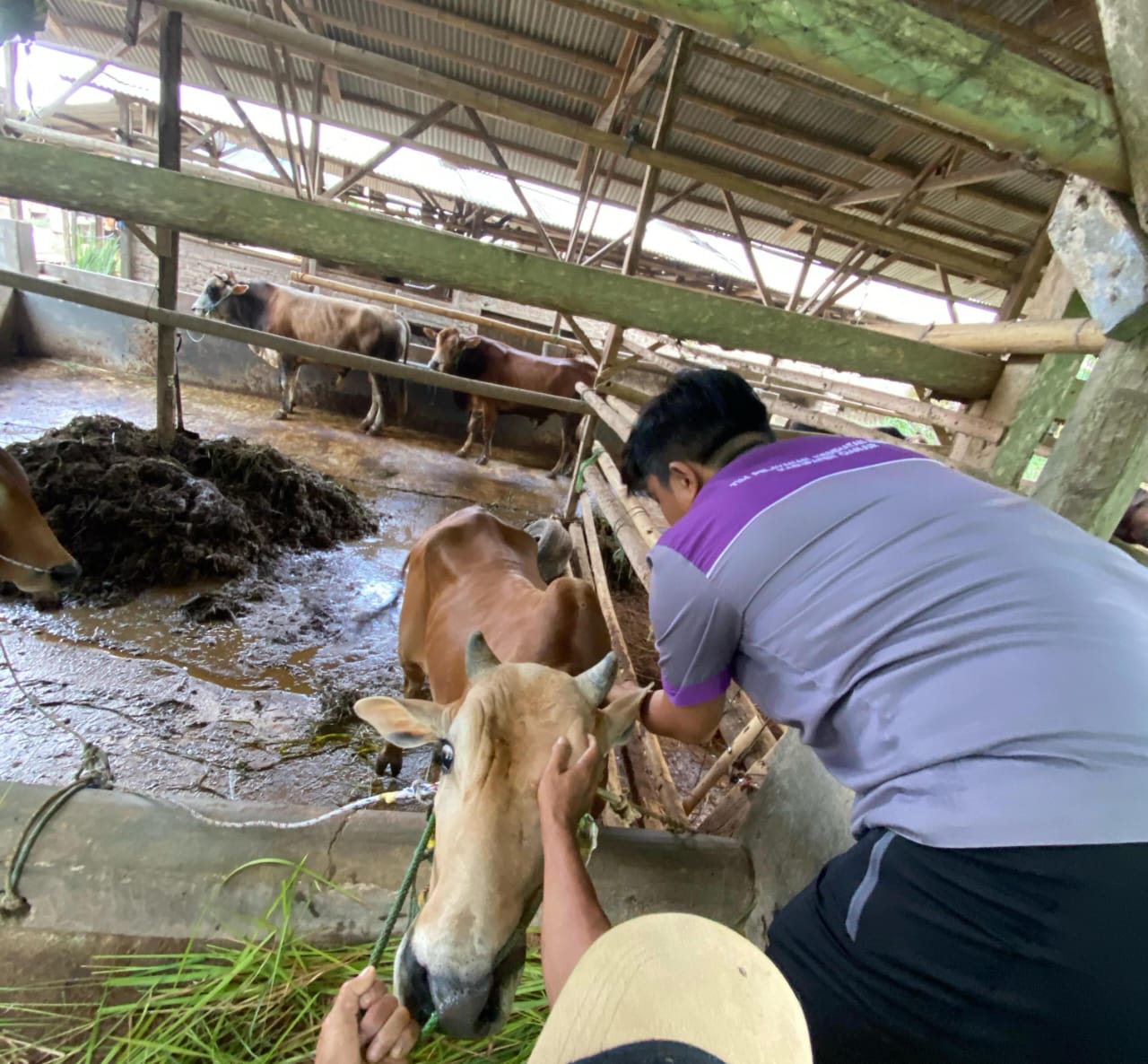 Jelang Idul Adha, Dinas DPKHP Cianjur Mulai Periksa Hewan Kurban Pastikan Kesehatan