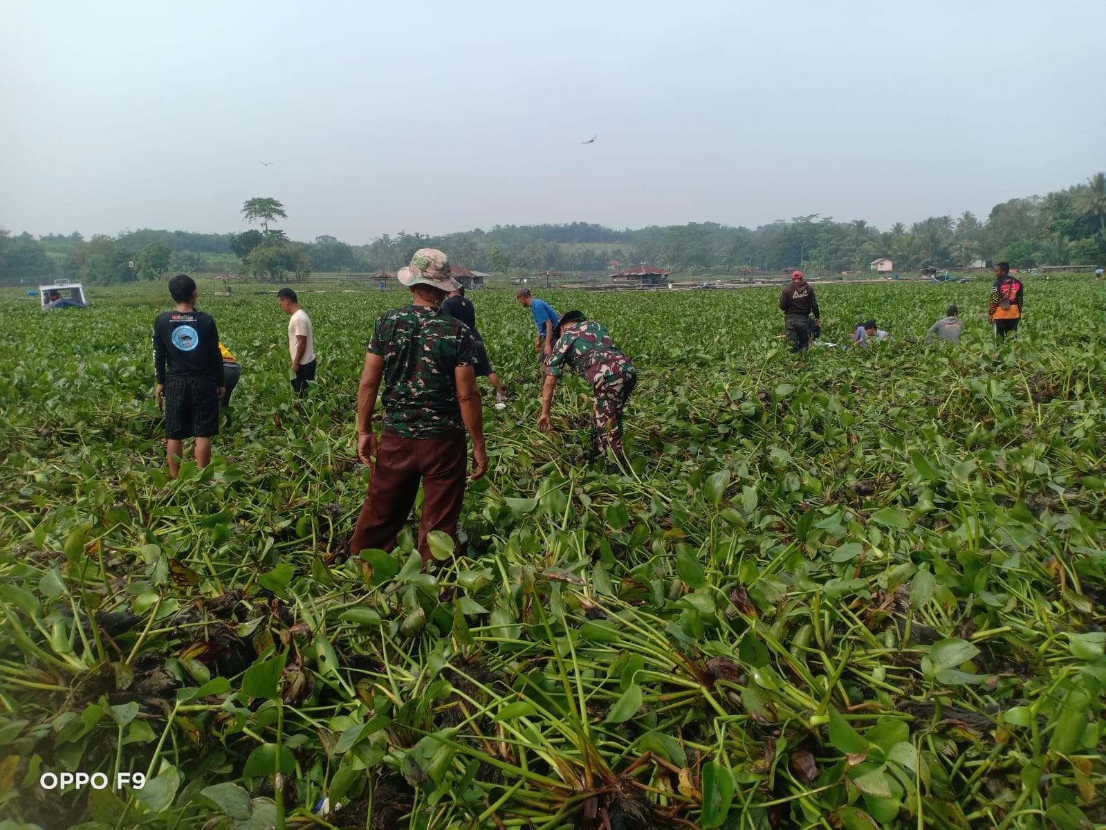 Satgas Citarum Harum Bersihkan Eceng Gondok dan Sampah di Waduk Cirata