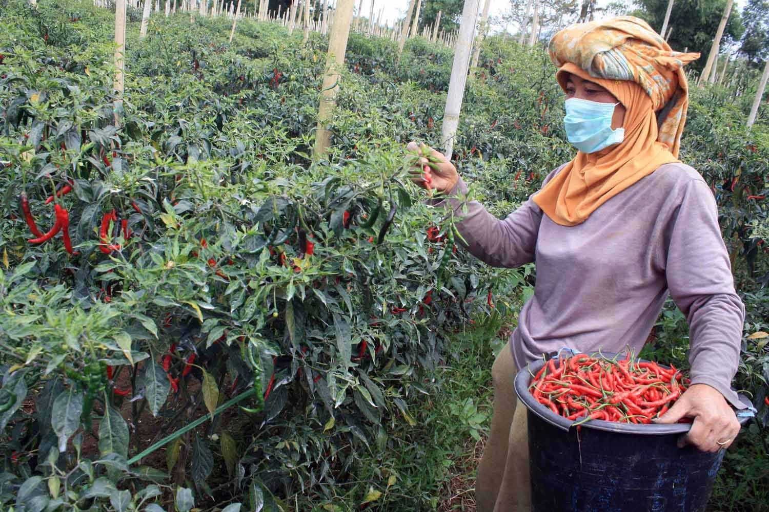 Anti Gagal! Begini Cara Agar Cabe Berbuah Lebat Menurut Petani Cabe Cianjur, Jarang Ada yang Pakai di Daerah Lain