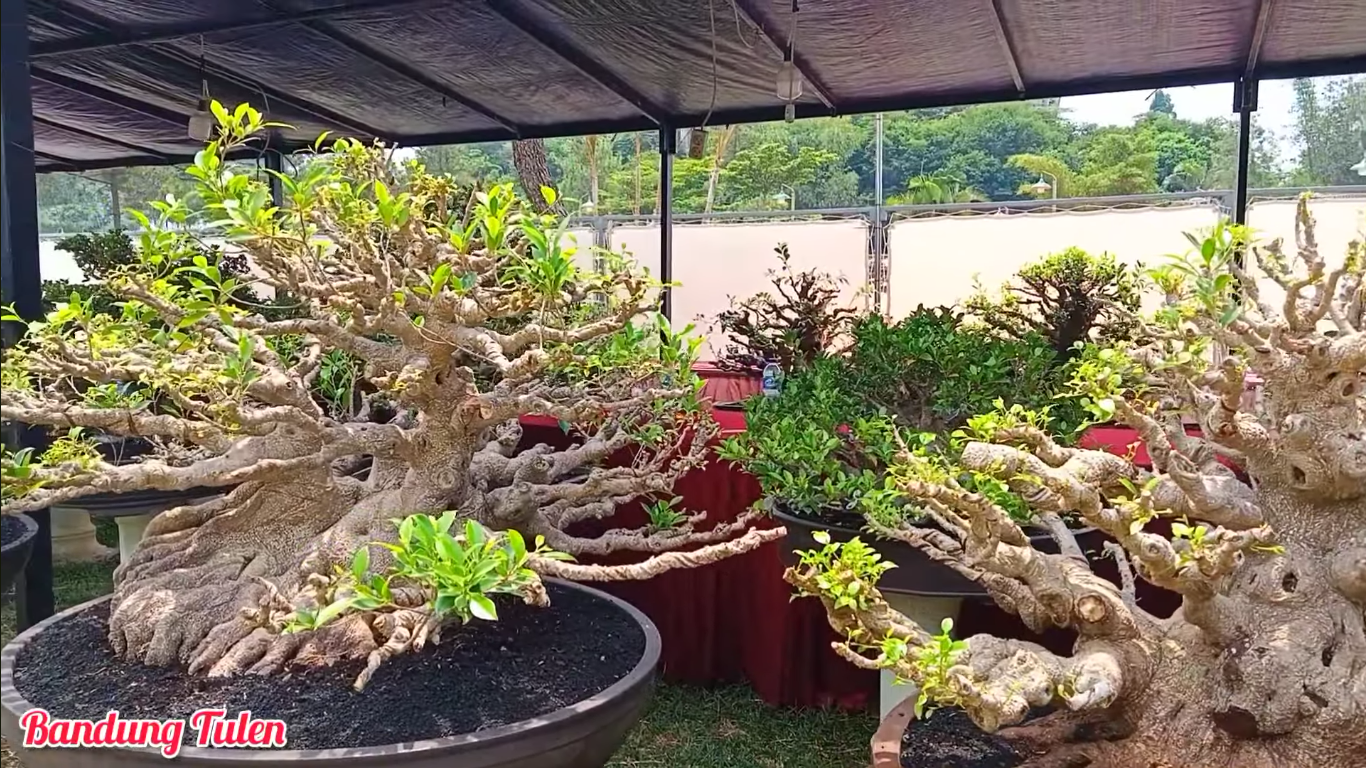 Mencari Tanaman Bonsai Cantik di Cianjur? Kunjungi Galeri Bonsai Puncak Resort Dengan Koleksi yang Memanjakan Mata