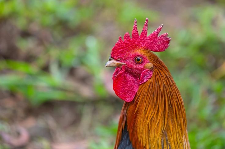 Jarang Orang Tahu! Ini Sejarah Ayam Pelung di Cianjur, Hasil Perkawinan Silang Dengan Hewan dari Hutan?