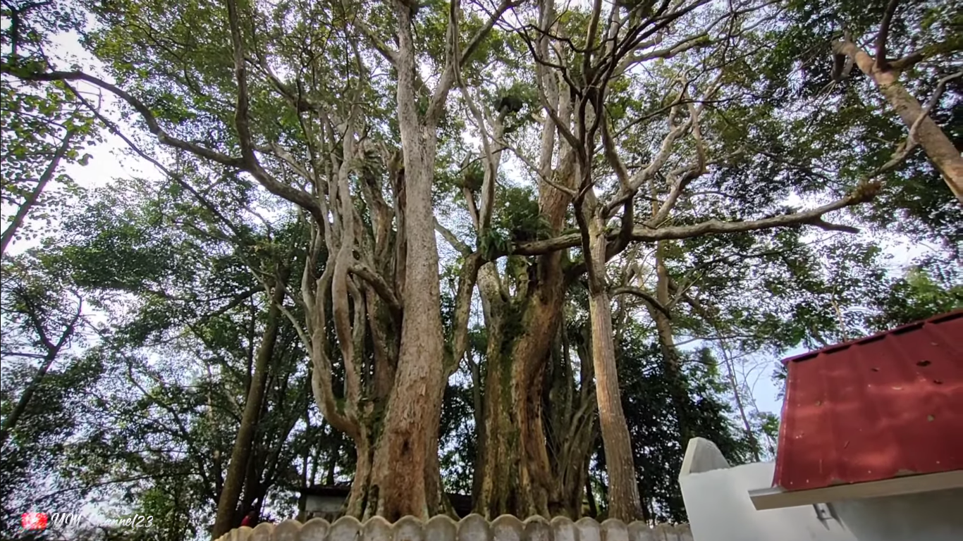 Perjalanan menuju makam Eyang Haji Wijayanatakusuma adalah sebuah pengalaman yang menyenangkan, dengan pemandangan alam Cianjur yang sejuk yang menyelimuti area ziarah.