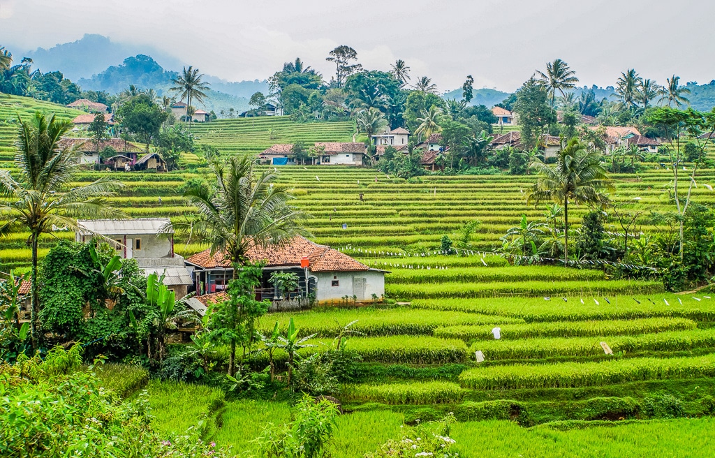 Panen Melimpah, Harga Anjlok! Petani Cianjur Terancam Rugi Besar di Tengah Program Pertanian Pemerintah