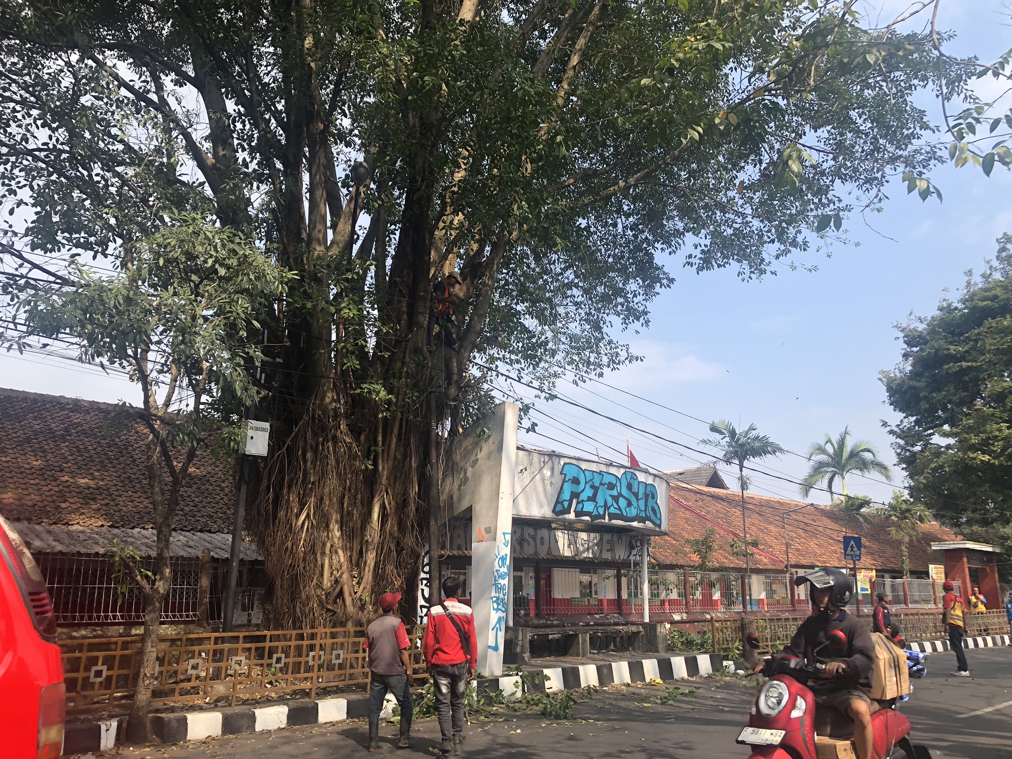 Penebangan di Jalan Siliwangi Cianjur Sebagai Pencegahan Pohon Tumbang di Wilayah Padat