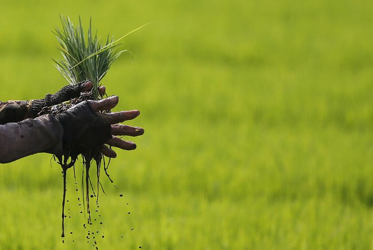 Profesi Petani Kurang Digemari Generasi Muda Cianjur, Mau Dikemanakan Potensi Agraria di Kota Santri