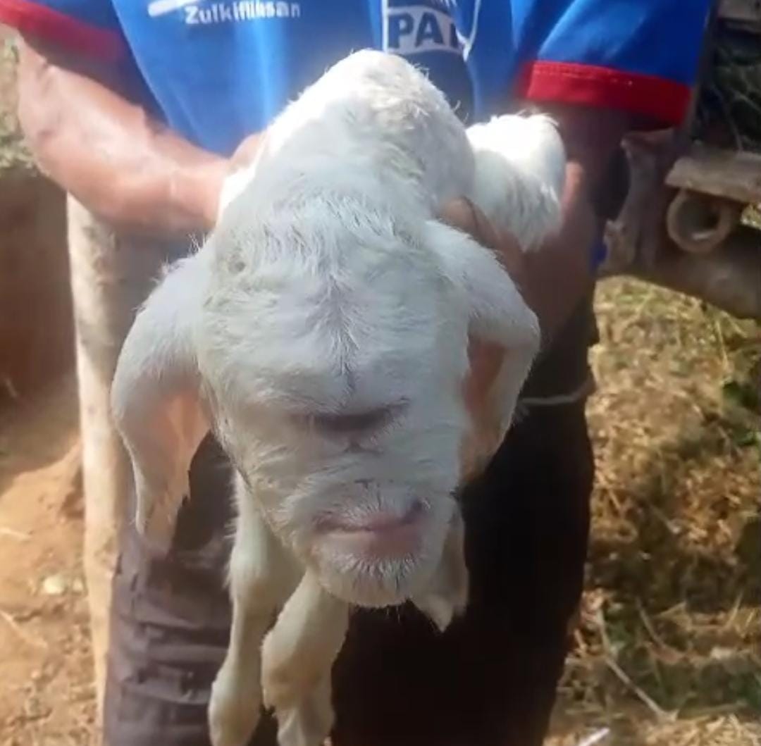 Geger! Anak Domba Bermata Satu di Cianjur Hebohkan Warga, Begini Sosoknya!