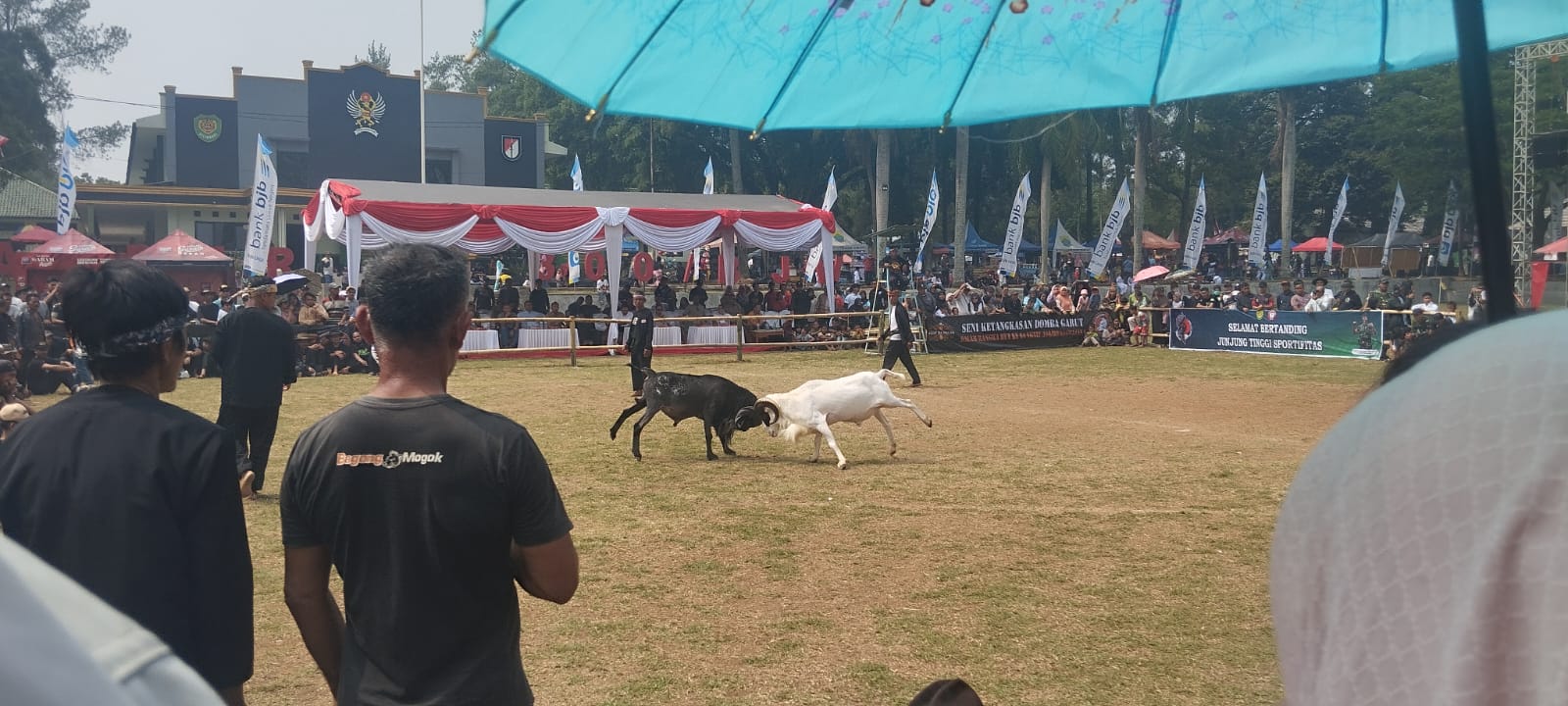 Perayaan HUT Yonif 300 Brajawijaya ke-64 Dimeriahkan dengan Lomba Seni Ketangkasan Domba Garut