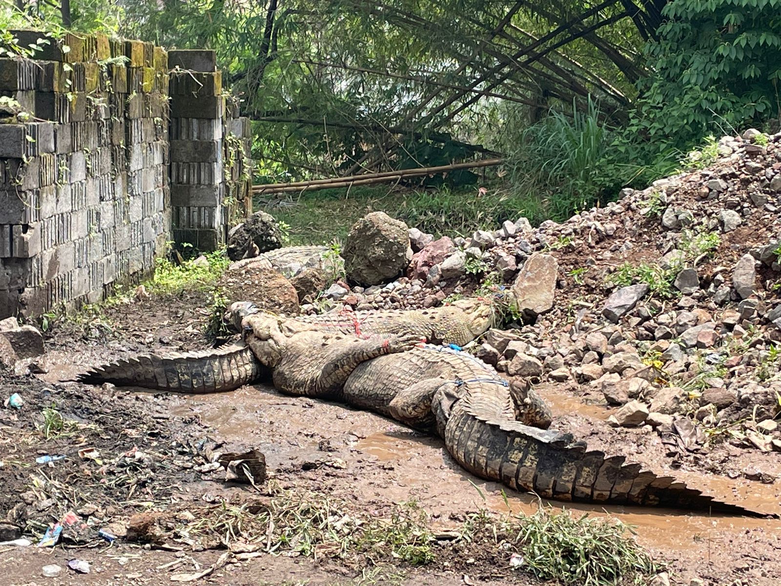 Dua Buaya Penangkaran Lepas di Cianjur Akibat Banjir, Ditangkap Warga