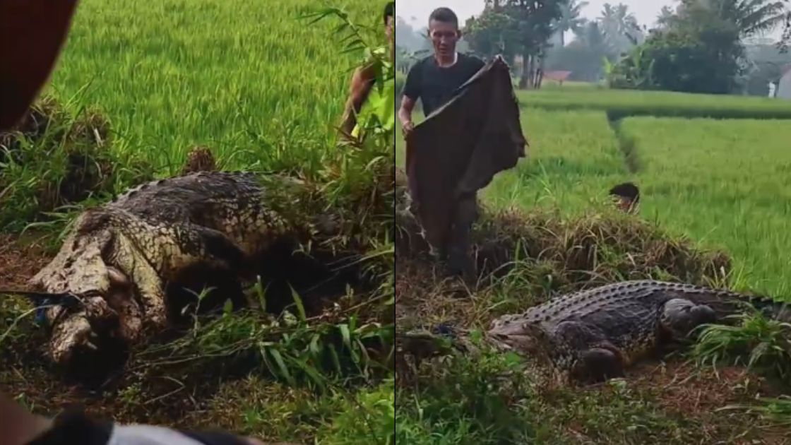 Imbas Buaya Lepas Dari Penangkaran, Damkar Cianjur Lakukan Penyisiran