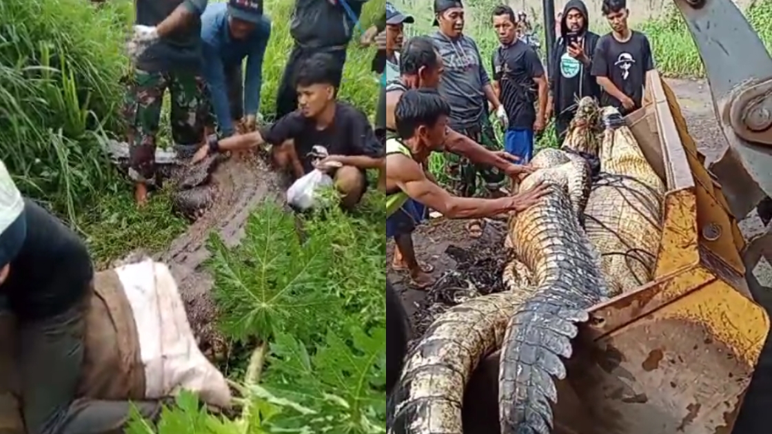 Ini Penyebab Buaya Muara Lepas di Cianjur, Masyarakat Diminta Waspada